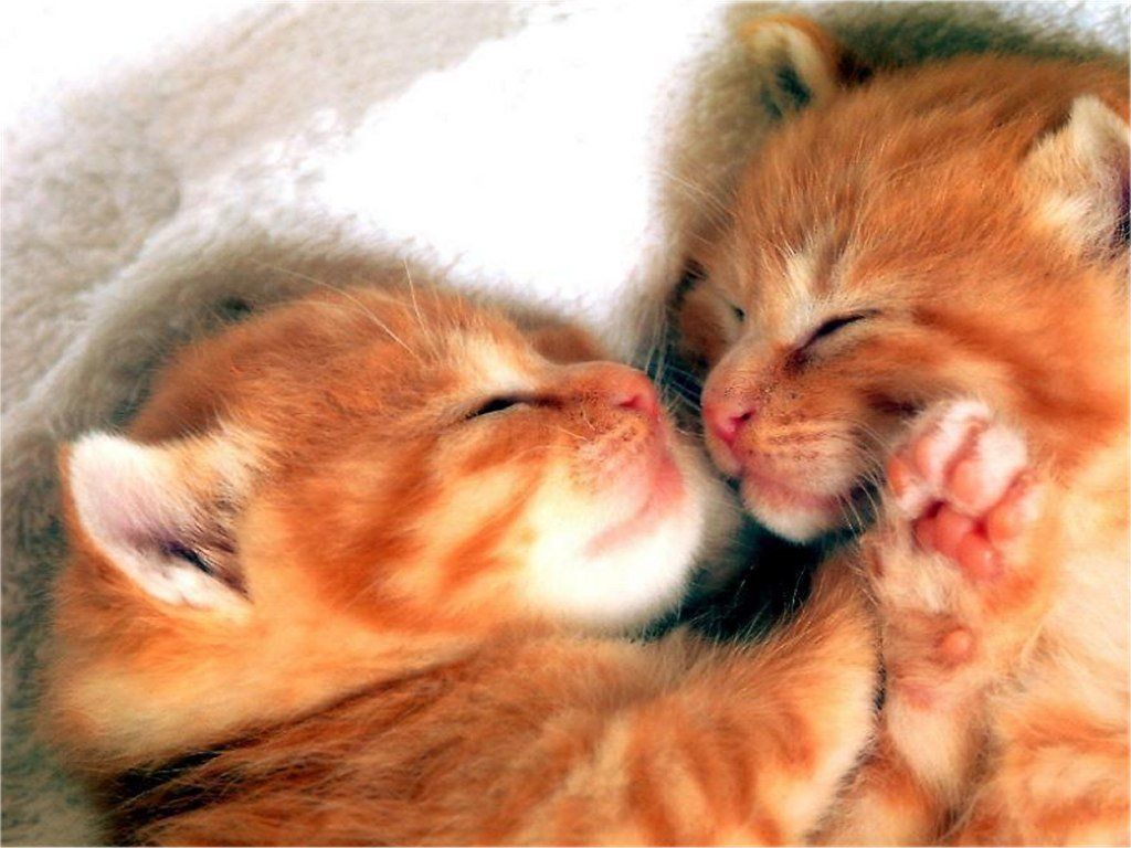 chatons amoureux